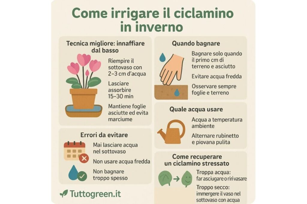 Piante d'appartamento vicino a una finestra in inverno con luce naturale.