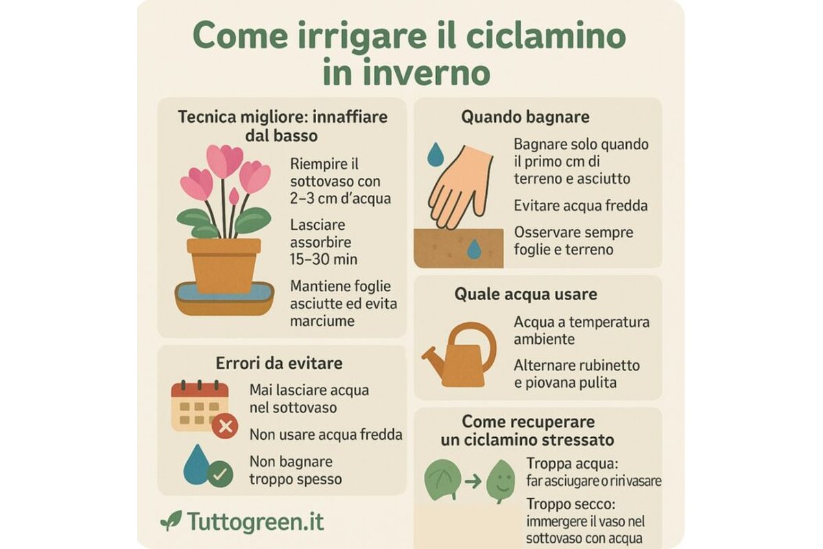 Piante d'appartamento vicino a una finestra in inverno con luce naturale.