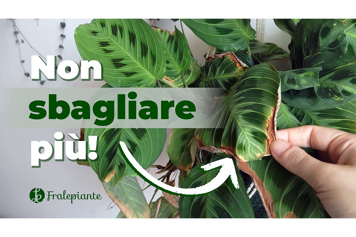 Pianta d'appartamento vicino a una finestra con luce invernale.